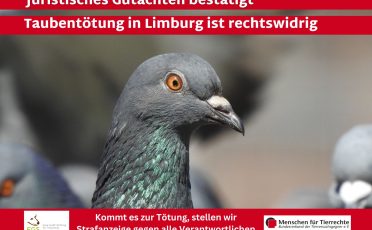 Rechtsgutachten bestätigt: Taubentötung in Limburg rechtswidrig