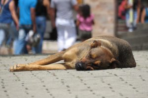 Hund liegt auf Straße, Quelle: Pixabay: Zomogy