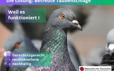 Kommentar: Limburgs Stadttauben sollen in Tierschutzeinrichtung unterkommen